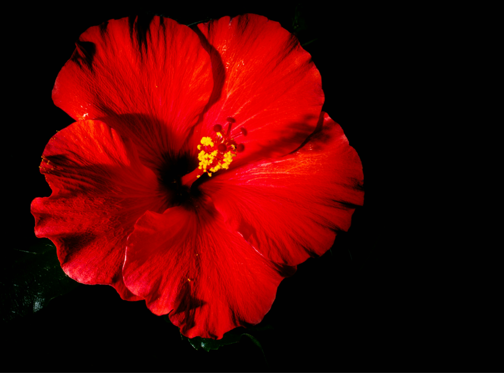 Hibiscus